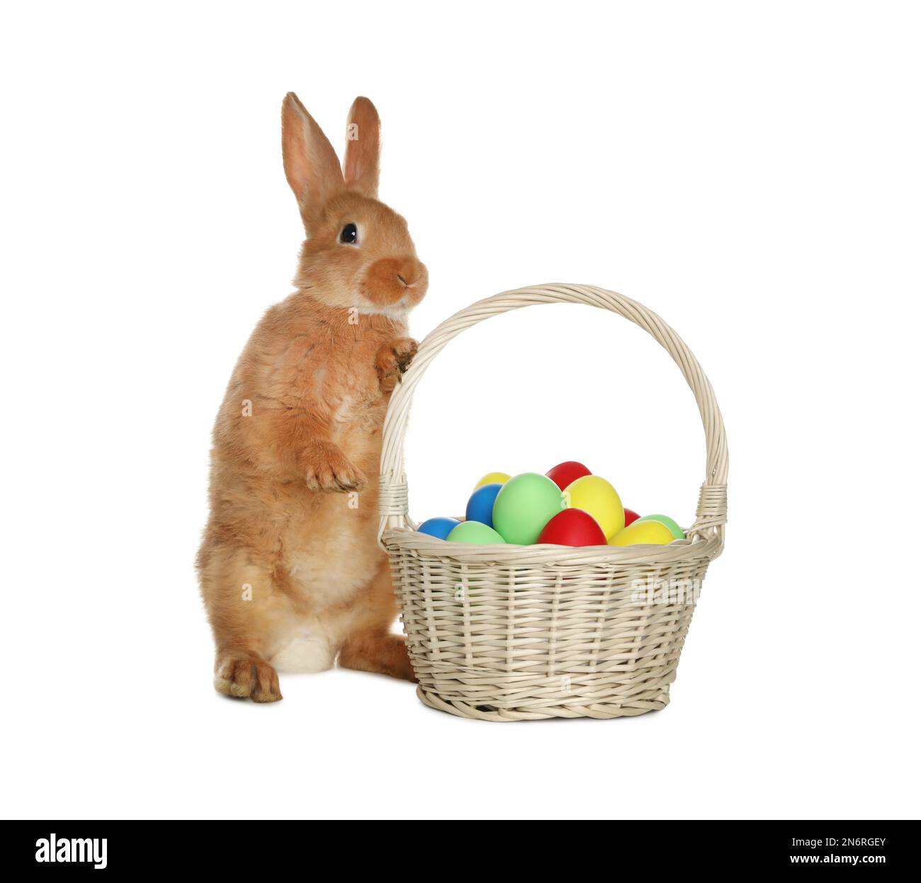 Adorable furry Easter bunny near wicker basket with dyed eggs on white ...