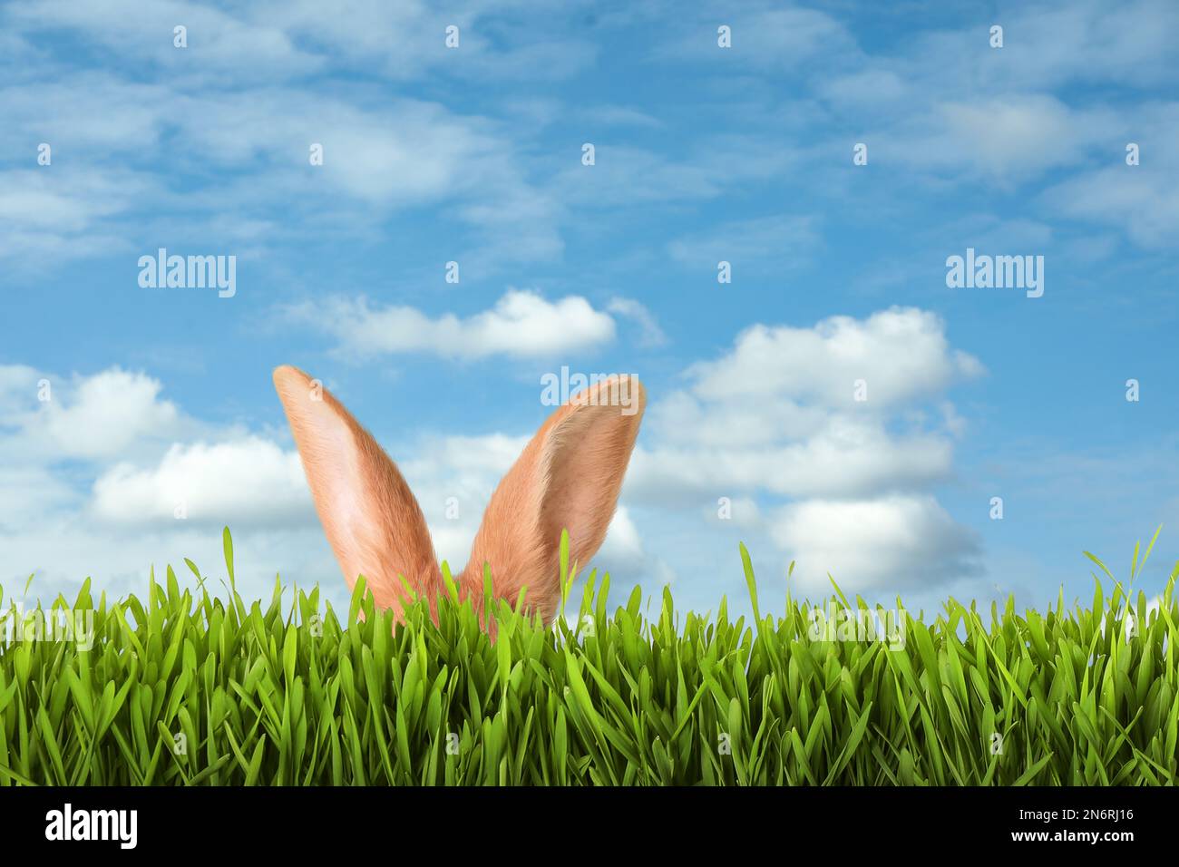 Easter bunny hiding in the grass hi-res stock photography and images ...