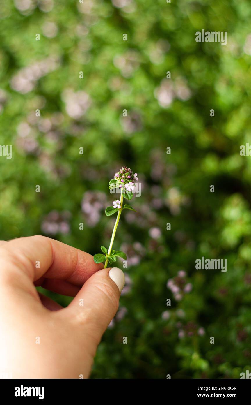 seasoning thyme sprig leaf growing herbs and spices at home in the