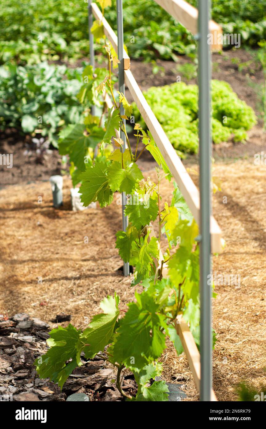 grapevine sprouts young grapes seedlings in the spring in the vegetable