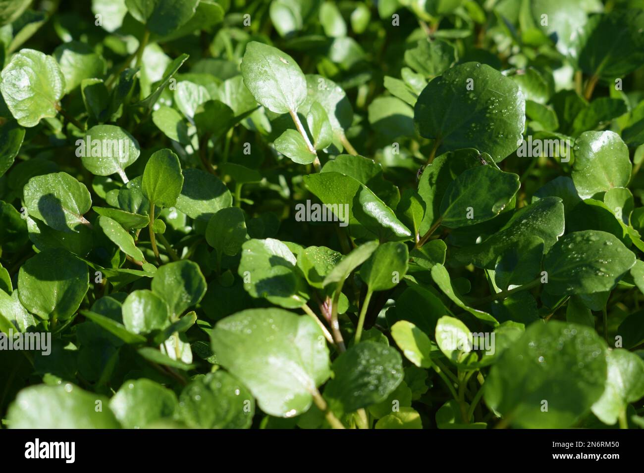 Water cress hi-res stock photography and images - Alamy