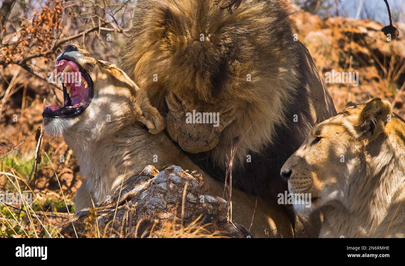 Lion, Panthera Leo, Wildlife Reserve, South Africa, Africa Stock Photo