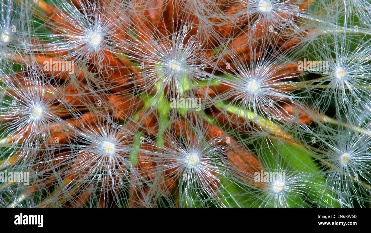 Flying Seed, Common Dandelion, Taraxacum officinale, Taraxacón, Sierra de Guadarrama National Park, Segovia, Castilla y León, Spain, Europe Stock Photo