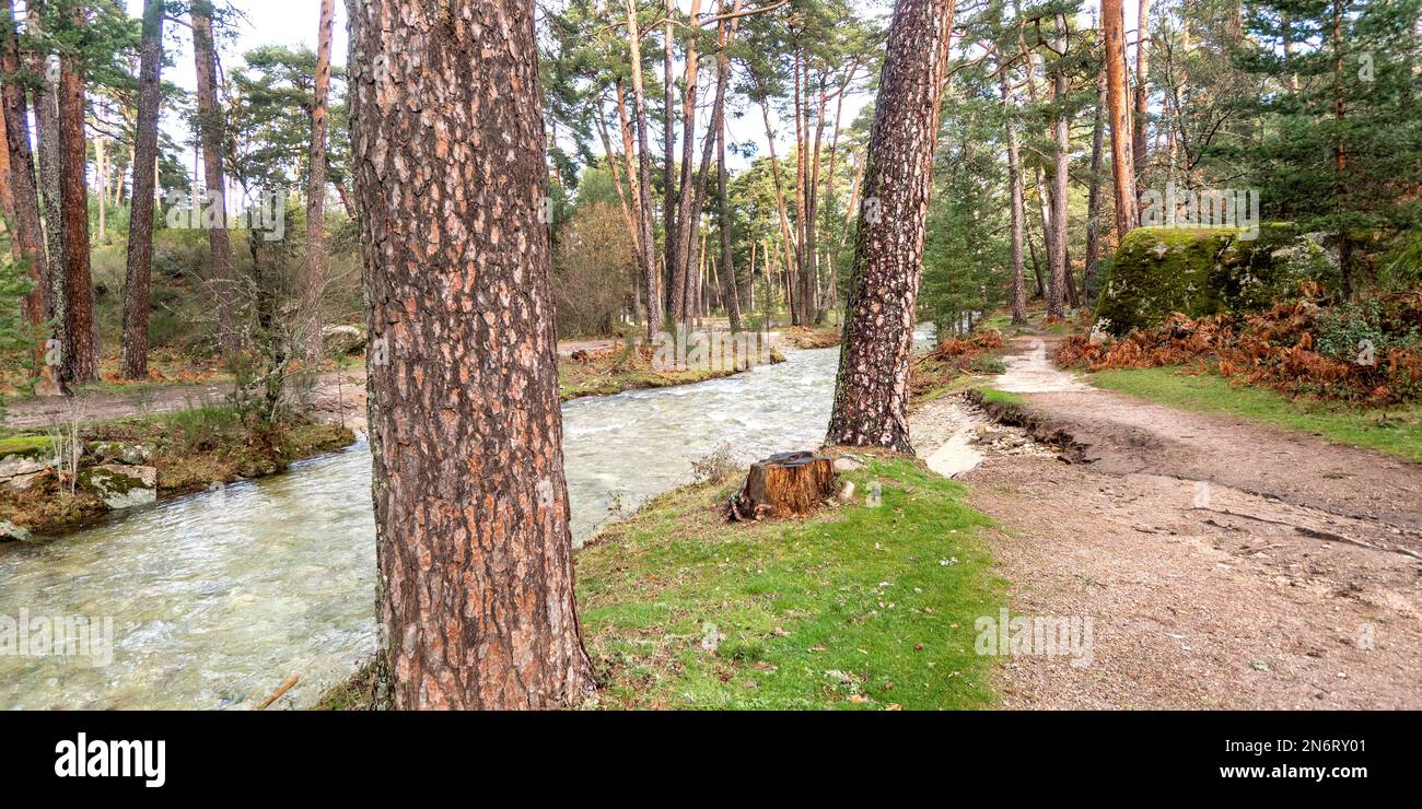 Eresma River, Scot Pine Forest, Guadarrama National Park, Segovia, Castile and Leon, Spain, Europe Stock Photo