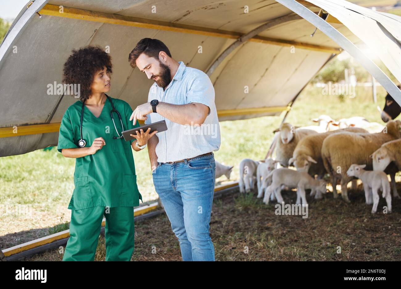 Vet, tablet and farmer or people with sheep medical data, results or