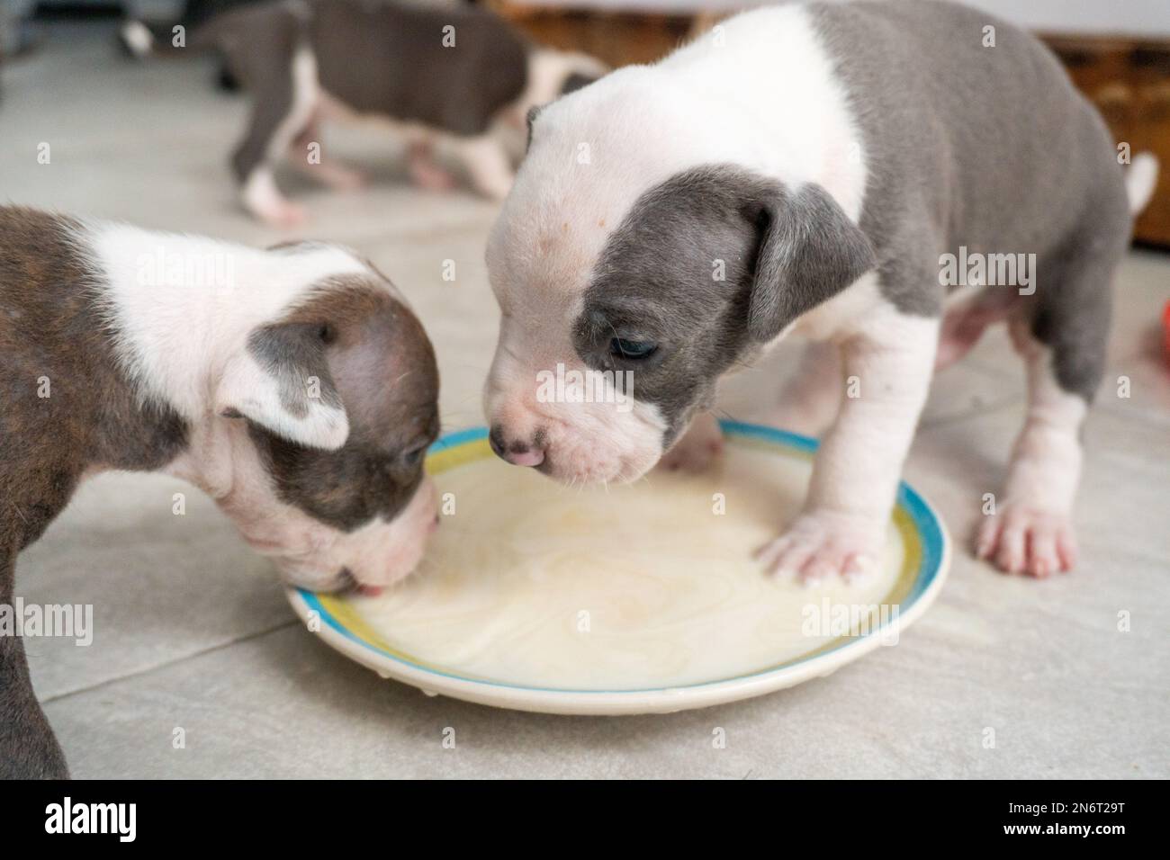 Puppy pit bull drinking milk from a plate Stock Photo