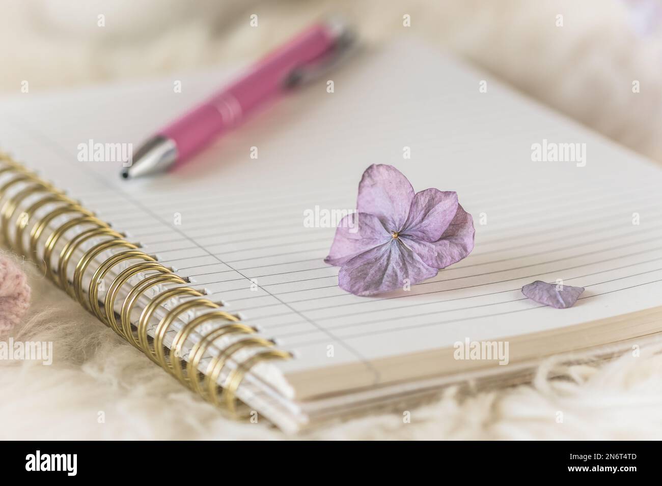 Cozy coffee break scene on a white fur with notebook and pen and a hydrangea blossom, cream and lilac colors Stock Photo