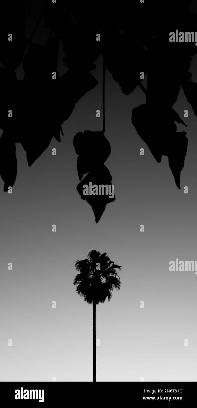Palm tree plant nature Black and White Stock Photos & Images - Alamy