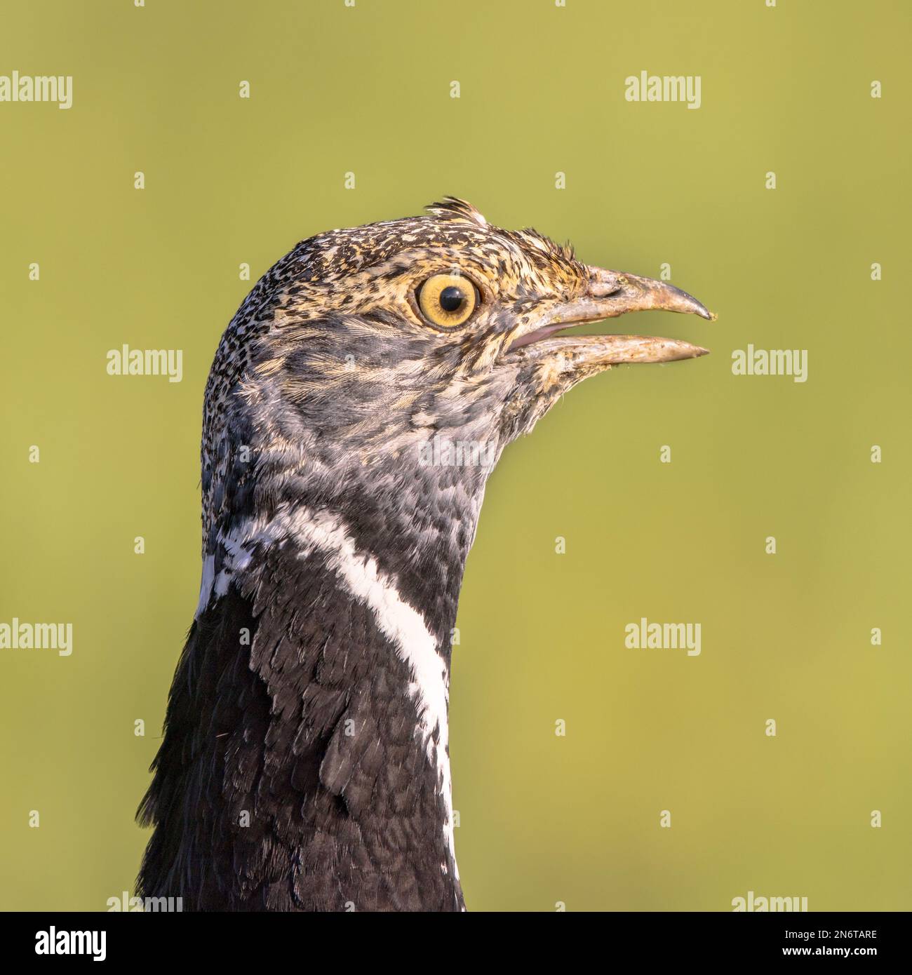 Portrait of Little Bustard (Tetrax tetrax) in grassland. This large bird breeds in Southern Europe and in Western and Central Asia. Numbers are declin Stock Photo