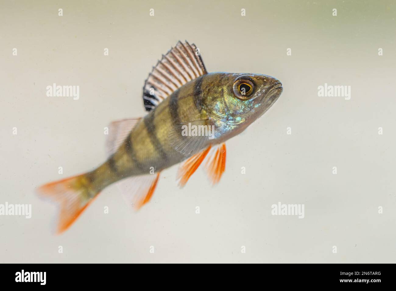Perch fish underwater hi-res stock photography and images - Alamy