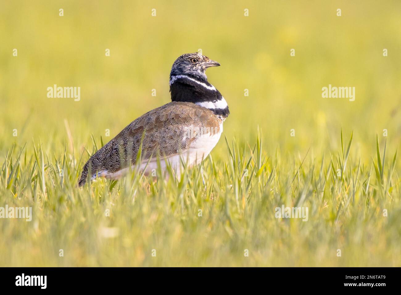 Little Bustard (Tetrax tetrax) in grassland. This large bird breeds in Southern Europe and in Western and Central Asia. Numbers are declining rapidly Stock Photo
