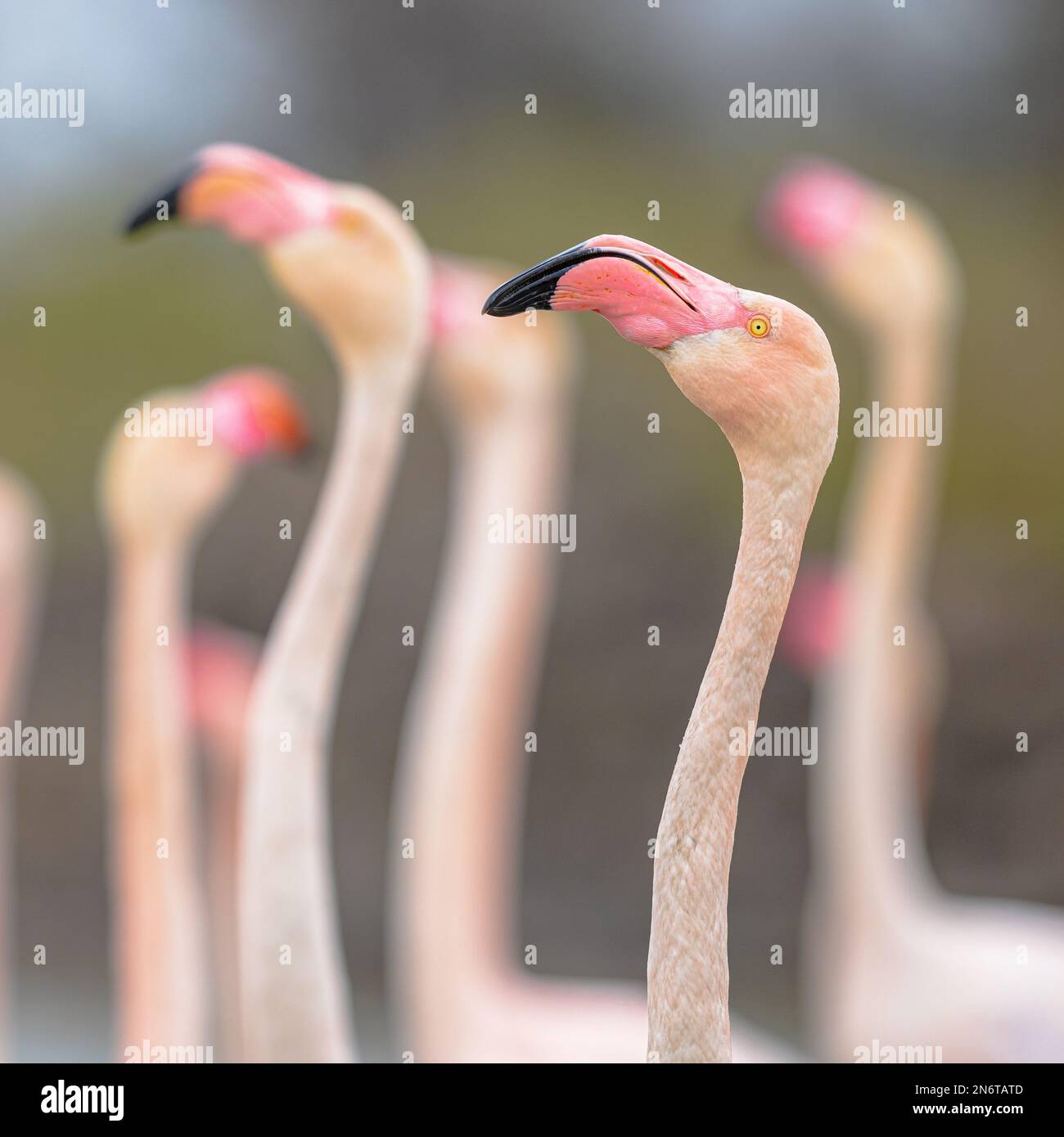 Portrait of Greater flamingo (Phoenicopterus roseus) is the most widespread and largest species of the flamingo family. Group of brids resting in wate Stock Photo