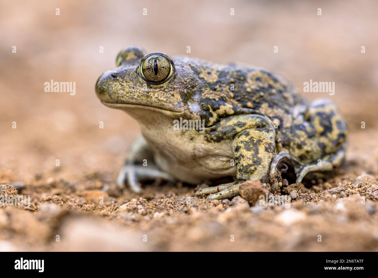 Eastern spadefoot or Syrian spadefoot (Pelobates syriacus), toad posing on stone in natural habitat. This amphibian occurs on the island of Lesbos, Gr Stock Photo