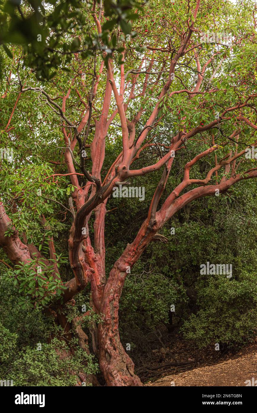 Trunk of arbutus tree with its peeling pink bark. View of Kziv