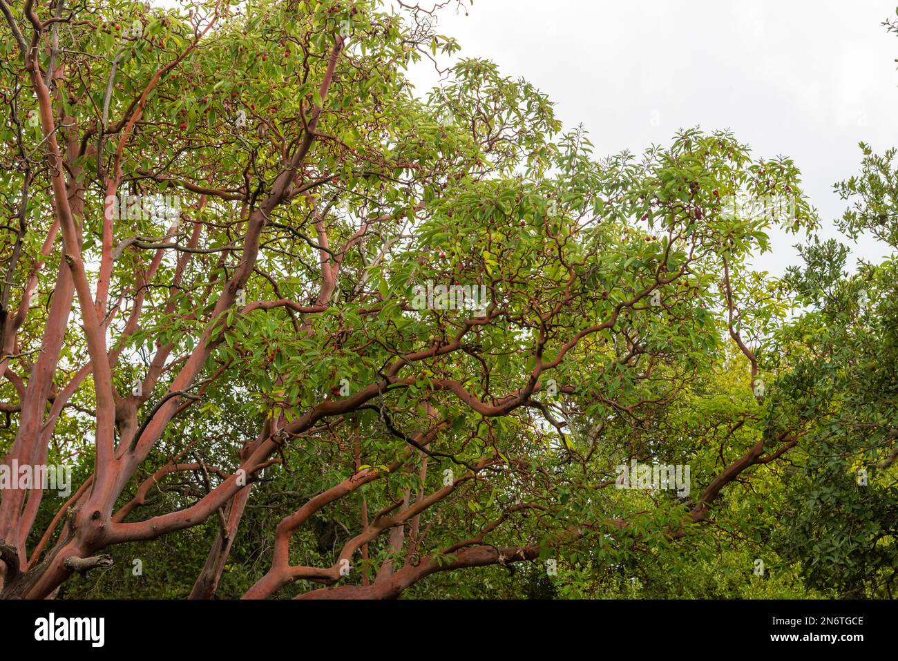 Trunk of arbutus tree with its peeling pink bark. View of Kziv