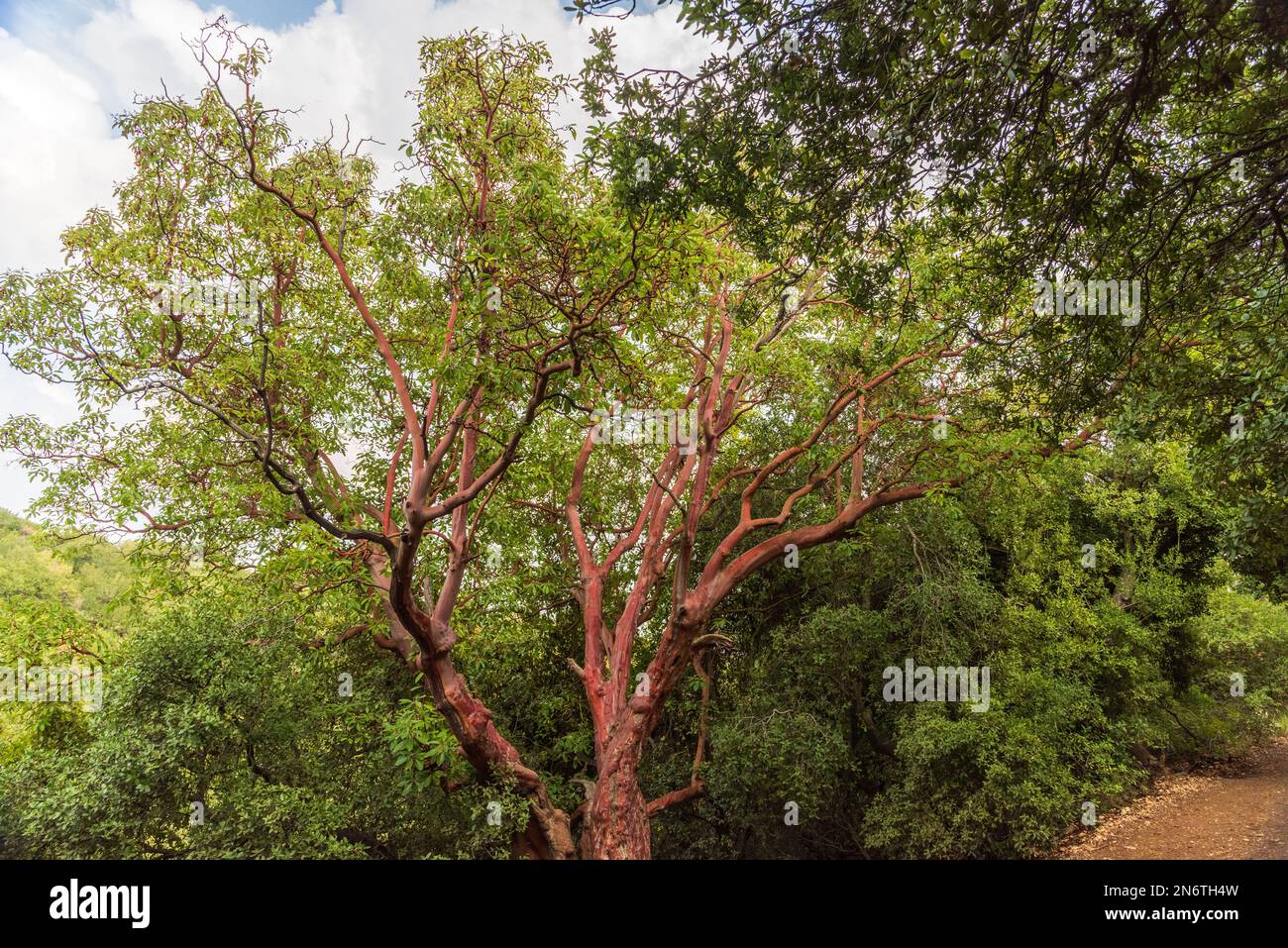 Trunk of arbutus tree with its peeling pink bark. View of Kziv