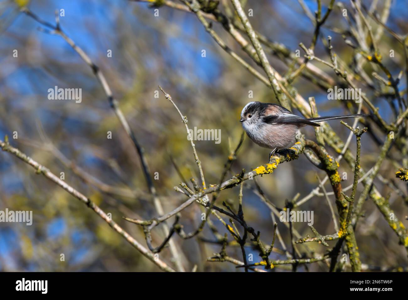 Long Tailed Tit, Aegithalos caudatus, perched on a tree branch. winter, side view looking left. Stock Photo