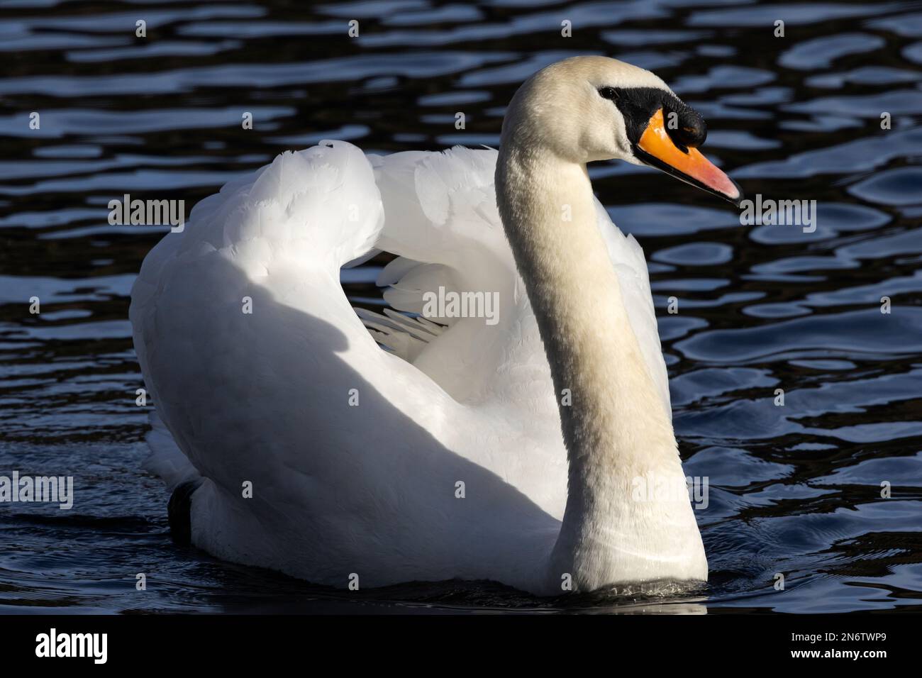 The large fleshy carbuncle at the base of the male, or cob Mute Swan shows he is in prime condition. The exaggerated wing position is a posture. Stock Photo