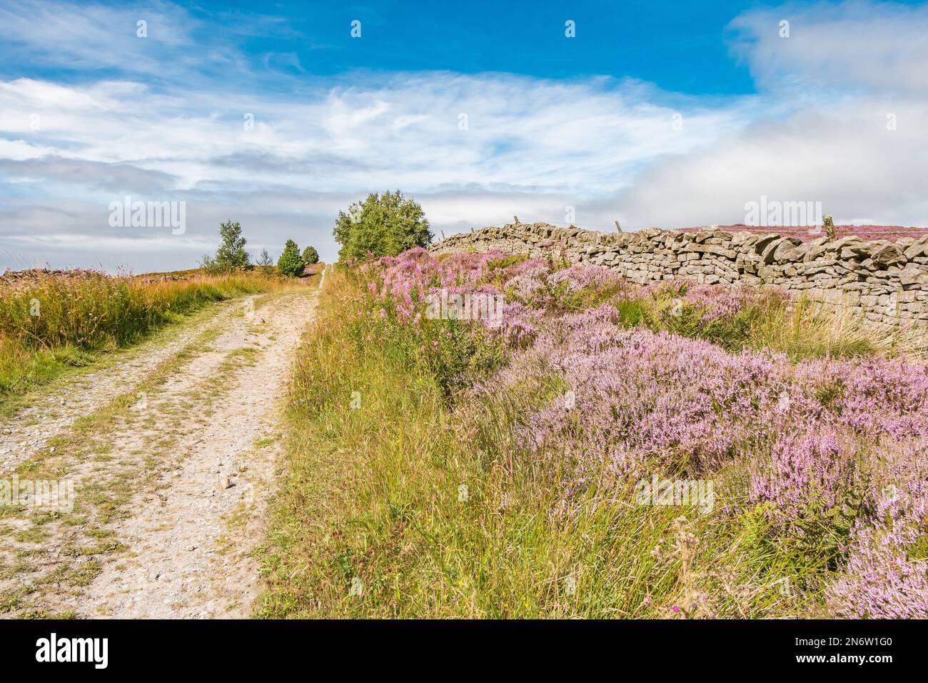 Bright clumps of flowering Heather alongside Botany Road, aka 'Donkey Track' which runs along the south side of Romaldkirk Moor above Mickleton. Stock Photo