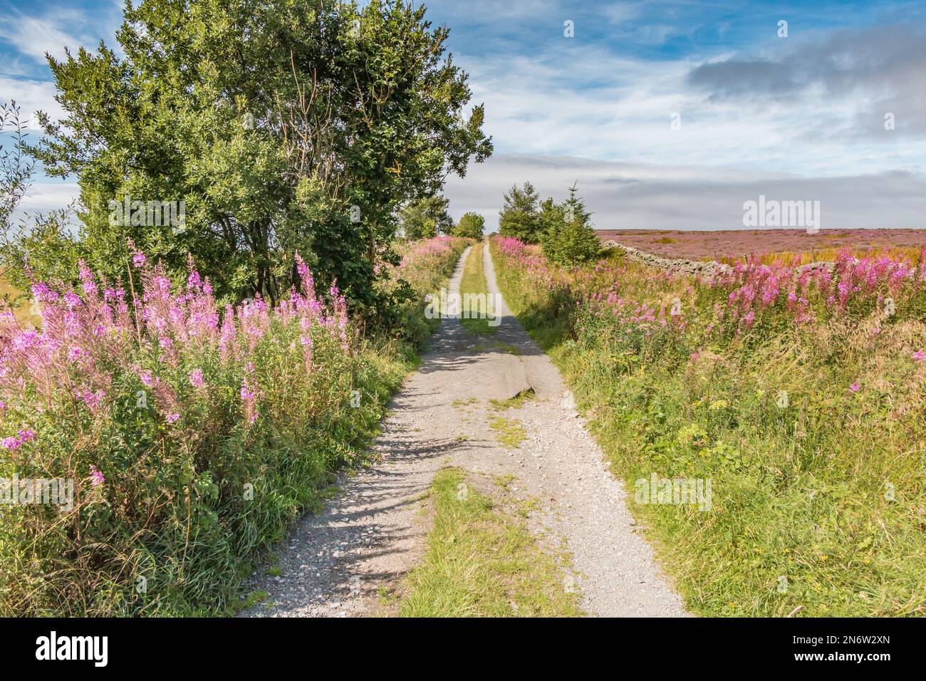 Bright clumps of Rosebay Willowherb line both sides of Botany Road, aka 'Donkey Track' which runs along the south side of Romaldkirk Moor Teesdale Stock Photo