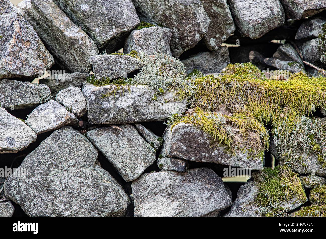 Derbyshire drystone wall covered in moss Stock Photo