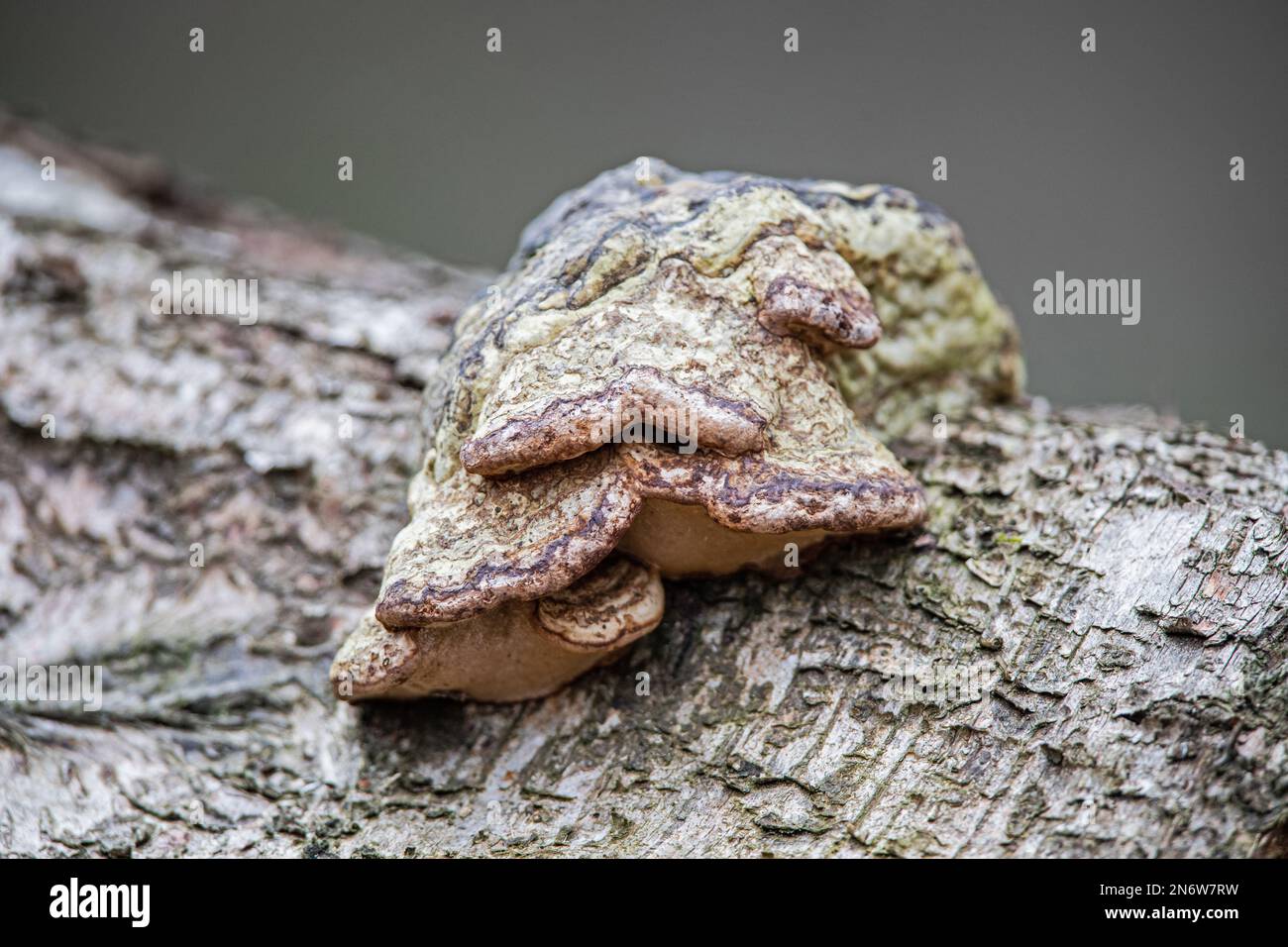 Fungus on a dead tree in British Woodland Stock Photo