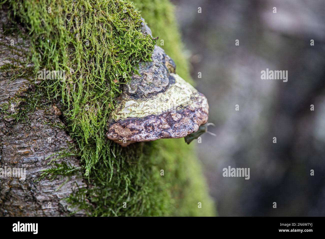 Birch Polypore fungus on a dead tree in British Woodland Stock Photo