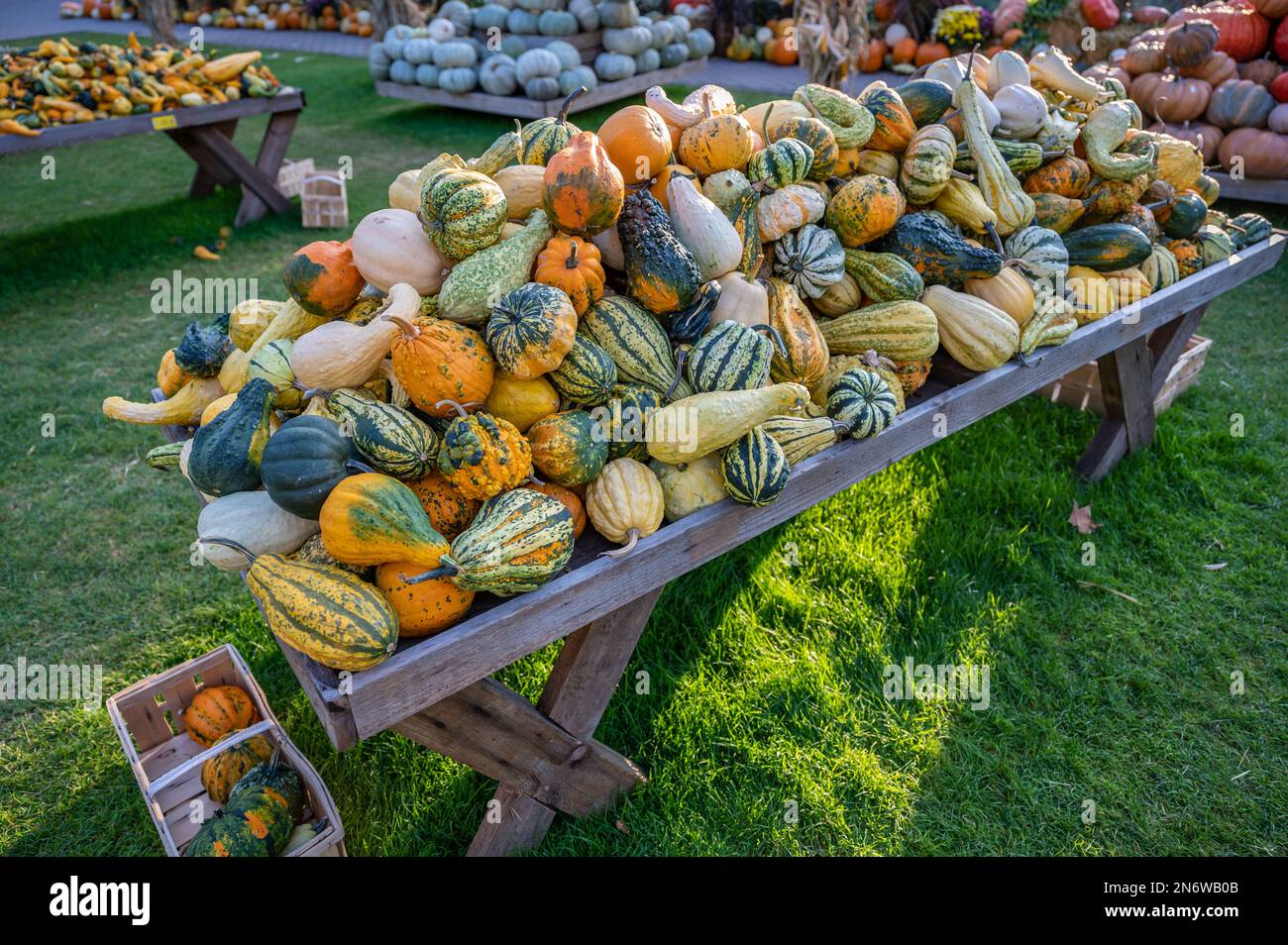 Lots of colorful pumpkins ornamental gourds on a table outdoors for ...