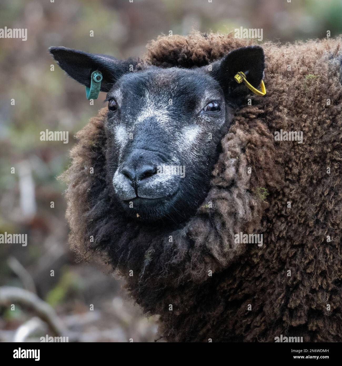 Portrait of a blue texel sheep with a black and white face and brown wool with ear identification tags, England Stock Photo