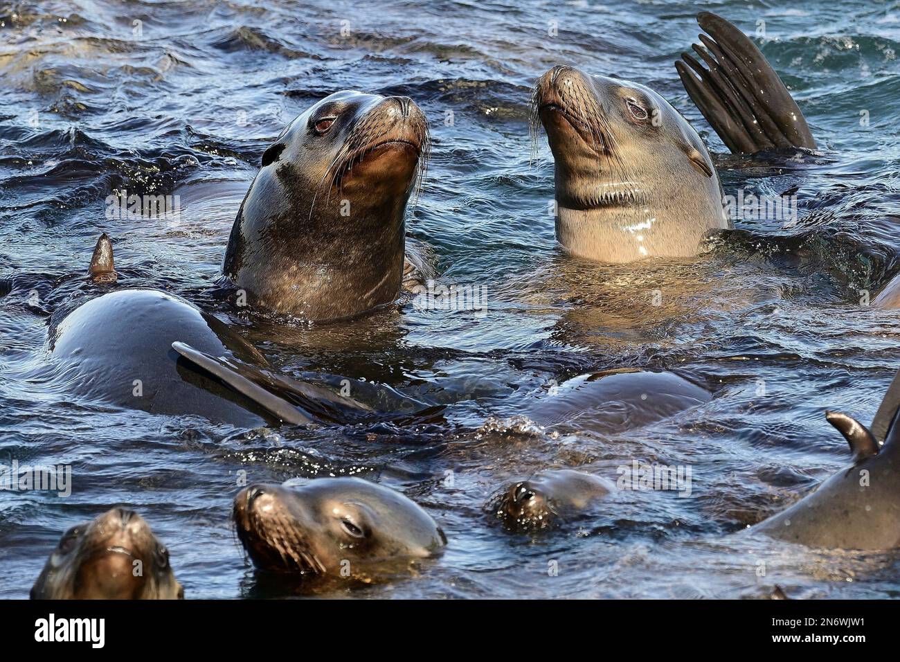Monterey, California, USA. 9th Feb, 2023. A pod of harbour seals wait ...