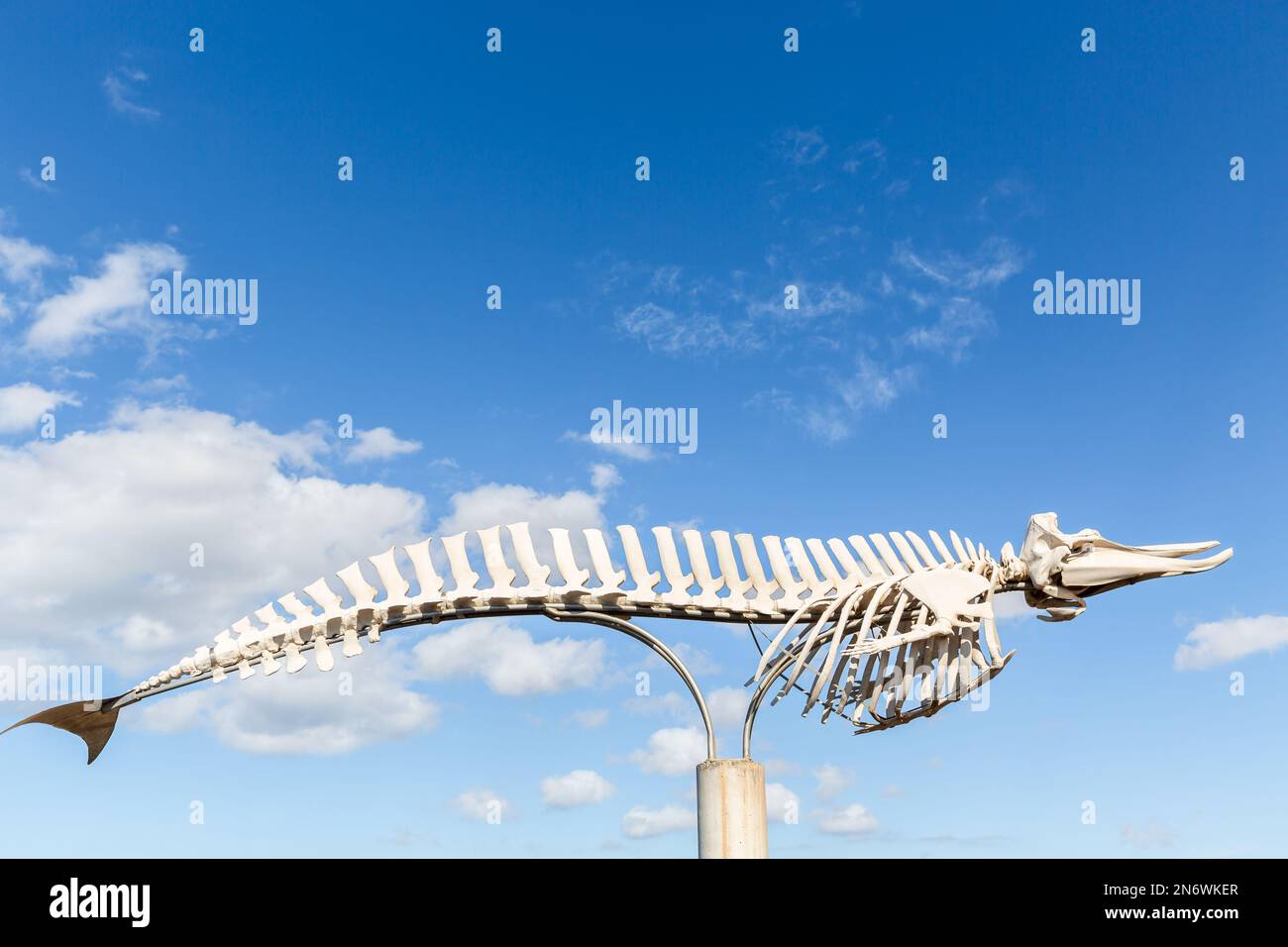 Skeleton of a marine mammal displayed as a decoration at the beach in El Cotillo, Fuerteventura. Stock Photo
