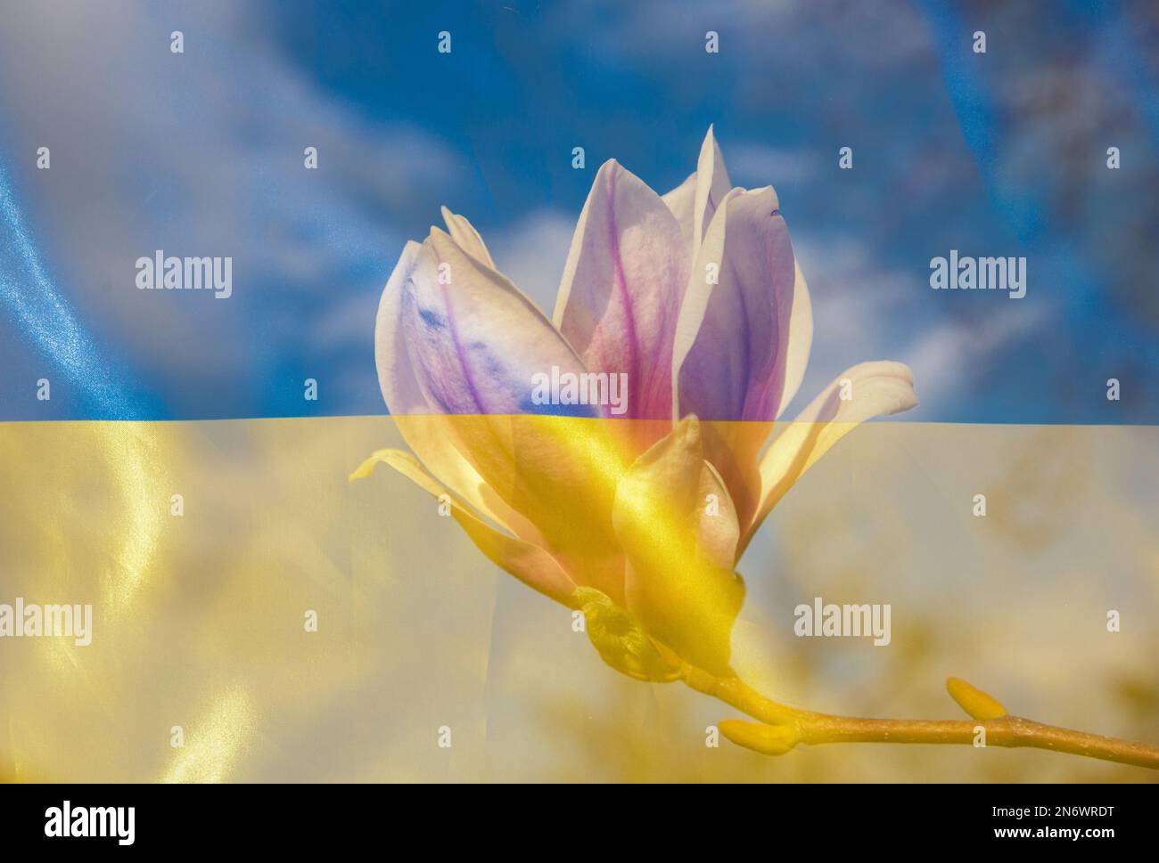 double exposure of blooming magnolia flower and Ukrainian blue and yellow flag. Support Ukraine. Gratitude for support of Ukraine from world community Stock Photo