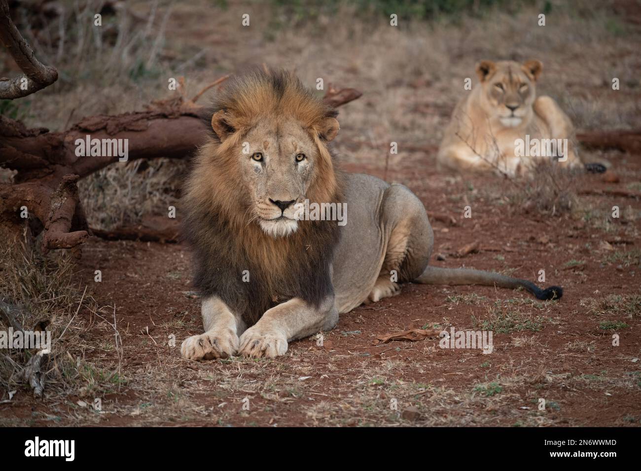 A male lion and female lion relaxing in late evening in South Africa ...