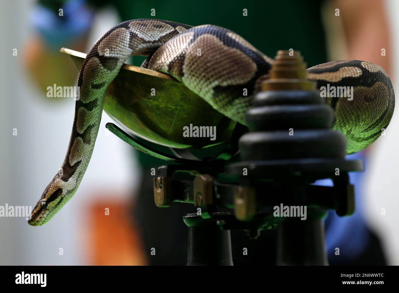 A royal python sits on a scale during the annual weigh-in at London Zoo ...