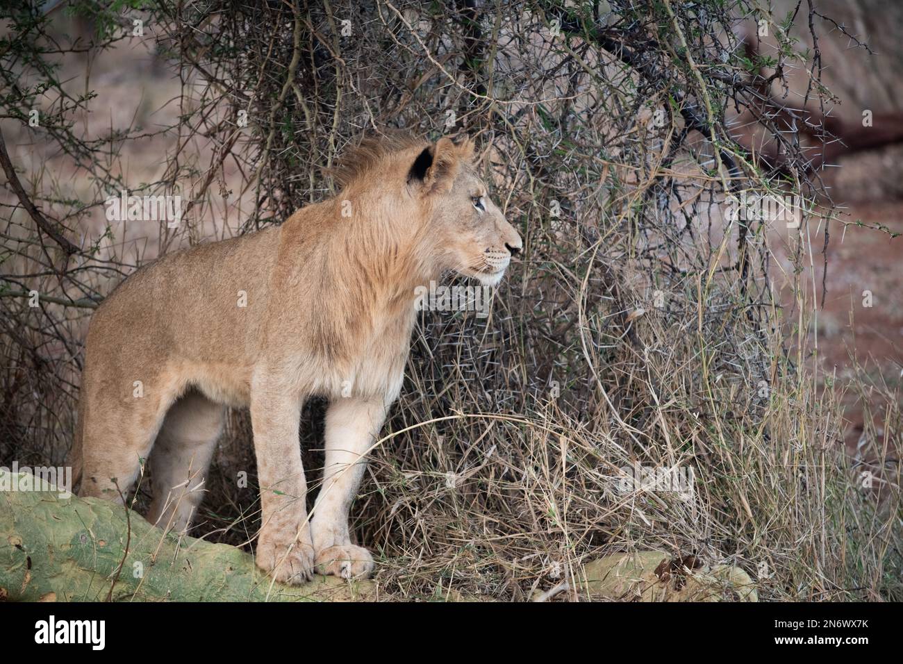 Juvenile male lion in late evening in South Africa Stock Photo