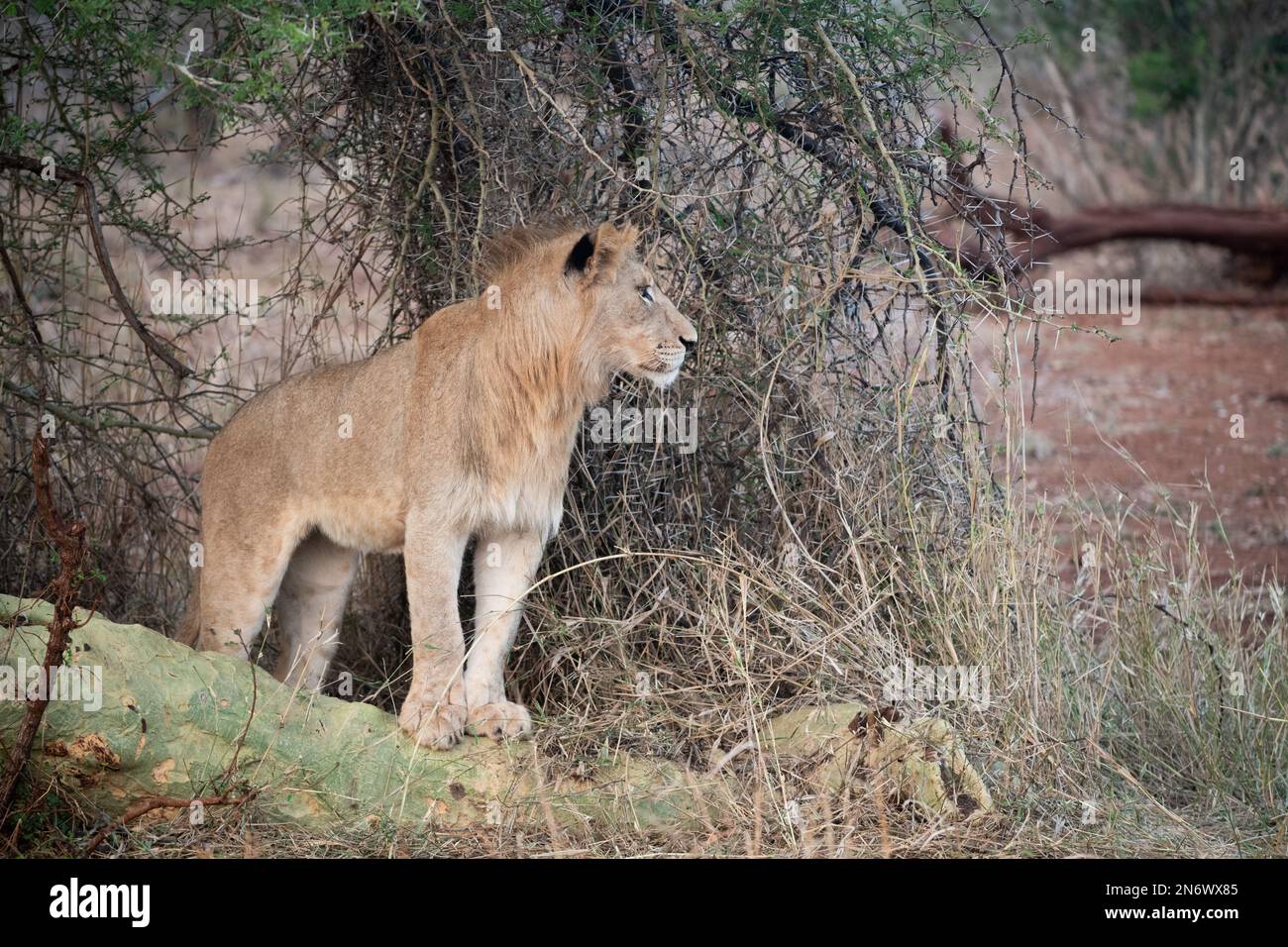 Juvenile male lion in late evening in South Africa Stock Photo