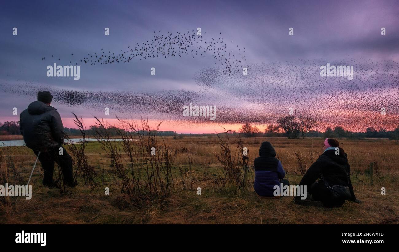 People watching a common starling, Sturnus vulgaris, murmuration at the Ripon City Wetlands in North Yorkshire with estimates of 150,000 starlings, England, UK.  Credit: Rebecca Cole/Alamy Live News Stock Photo