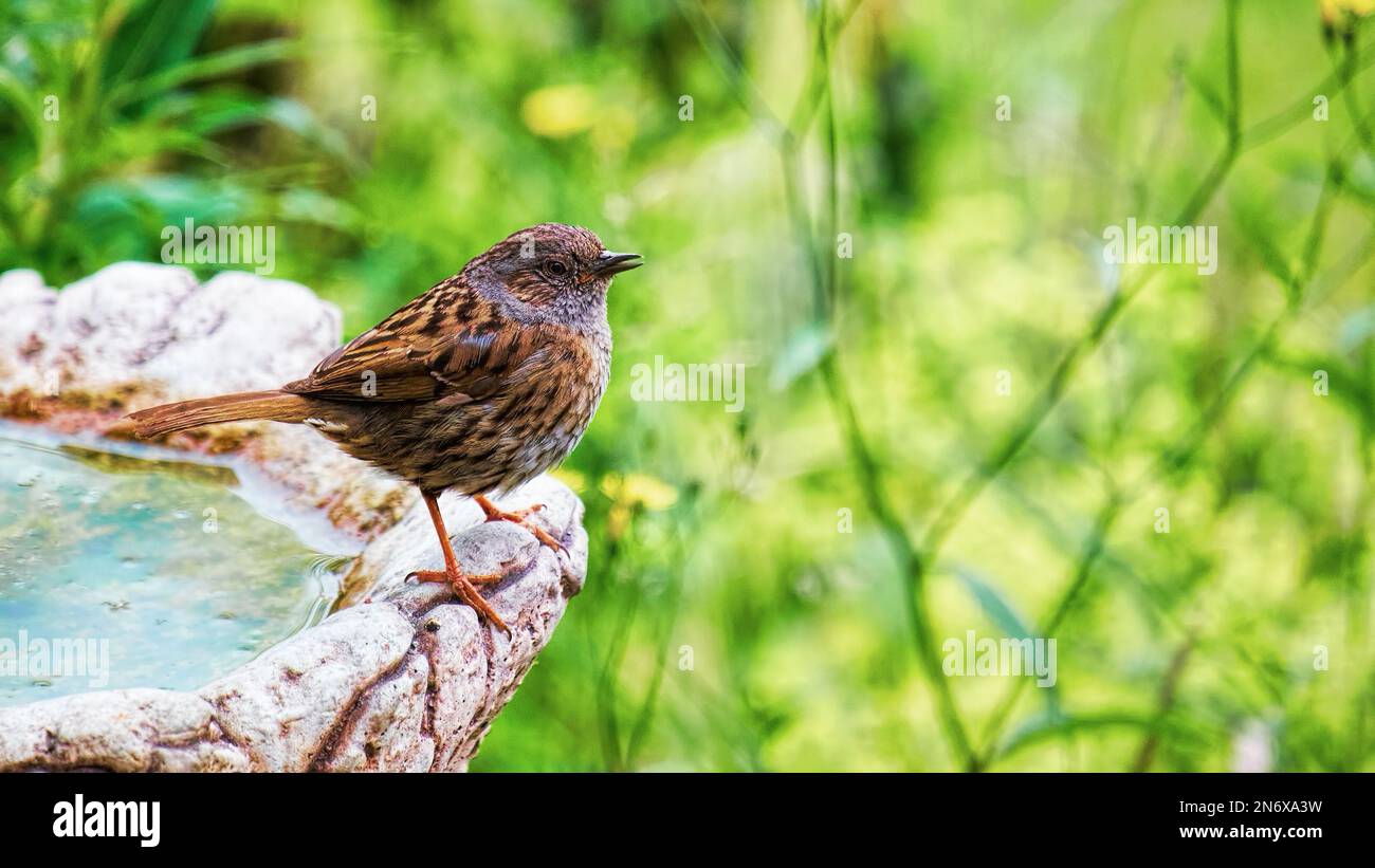 Dunnock on a bird bath Stock Photo