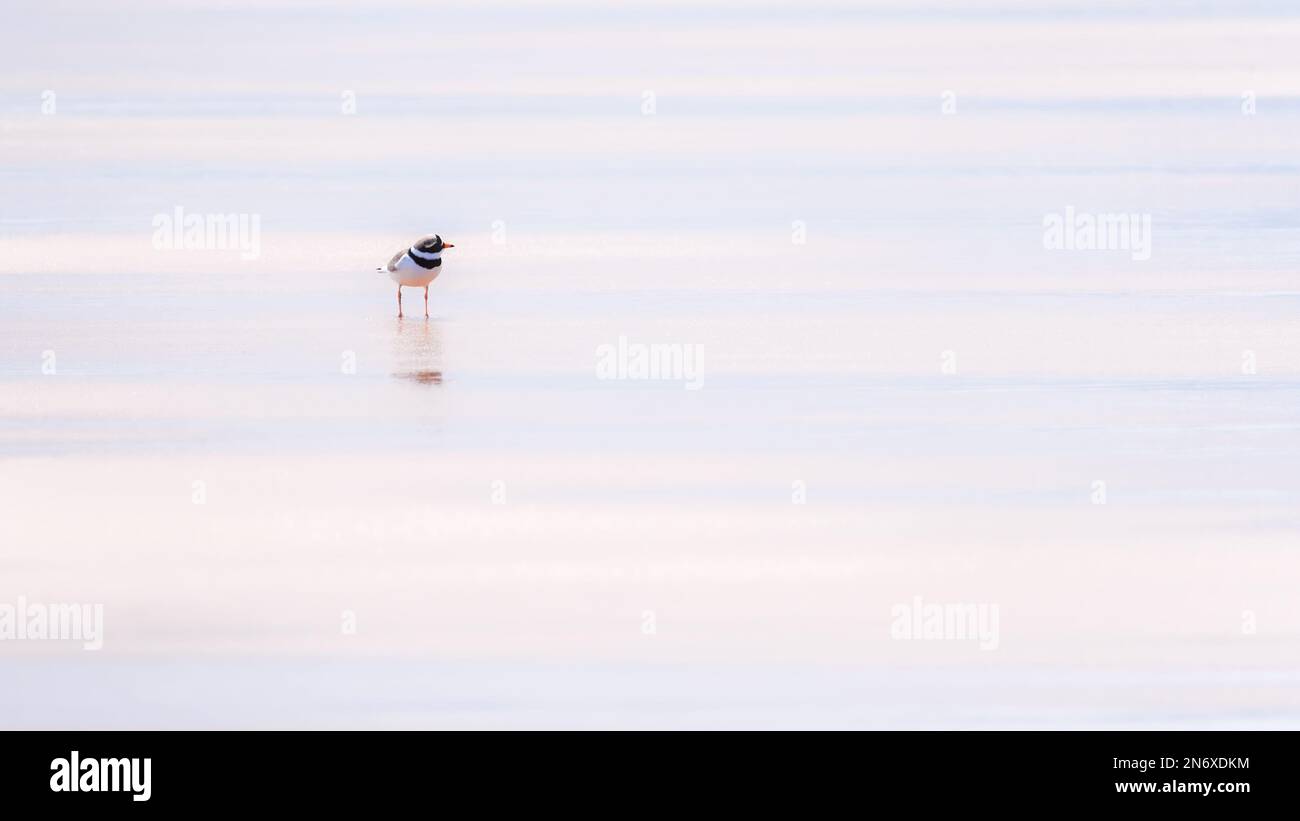 Ringed plover on a beach Stock Photo