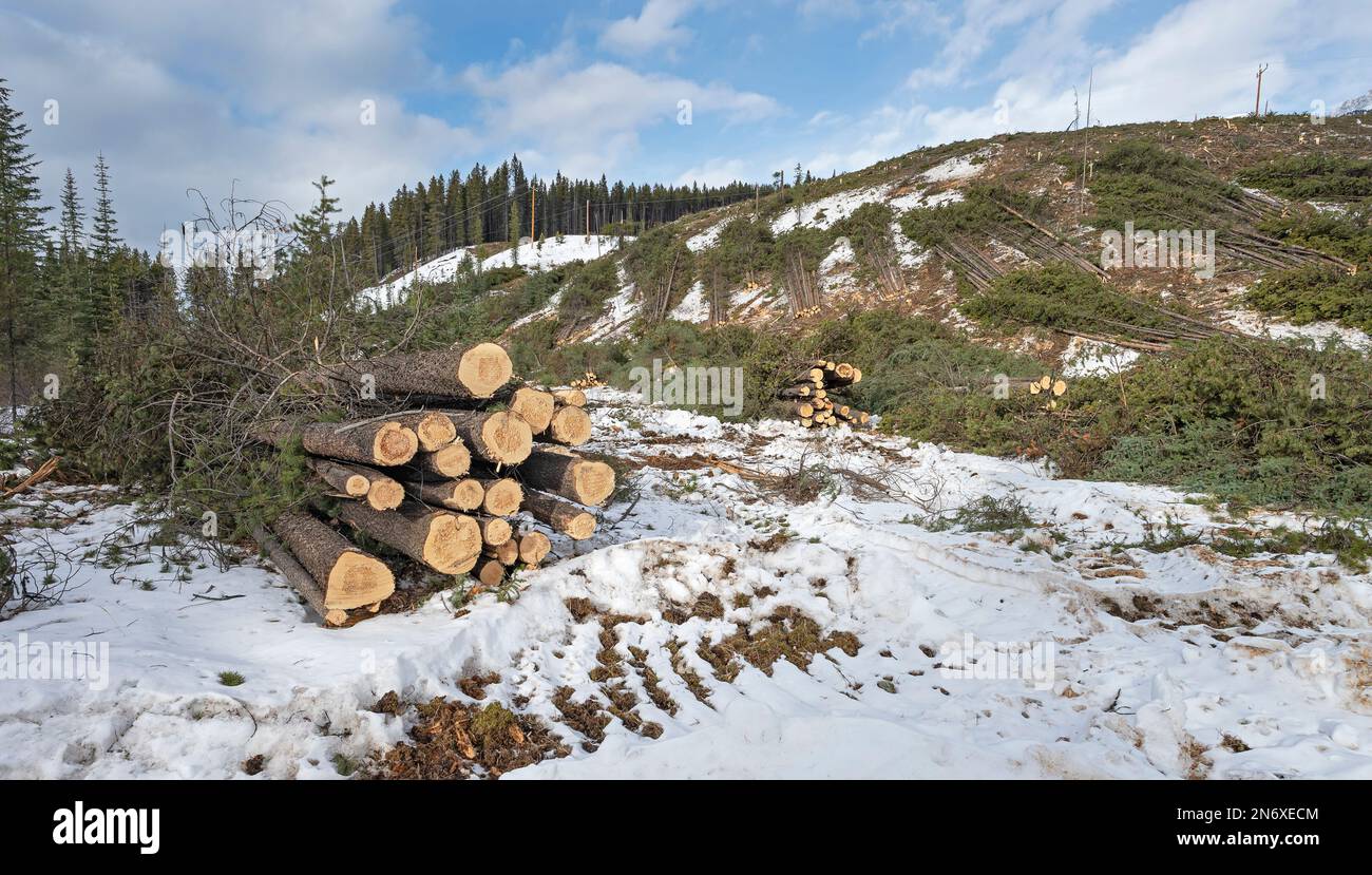Logging in Banff National Park as part of a forest fire mitigation