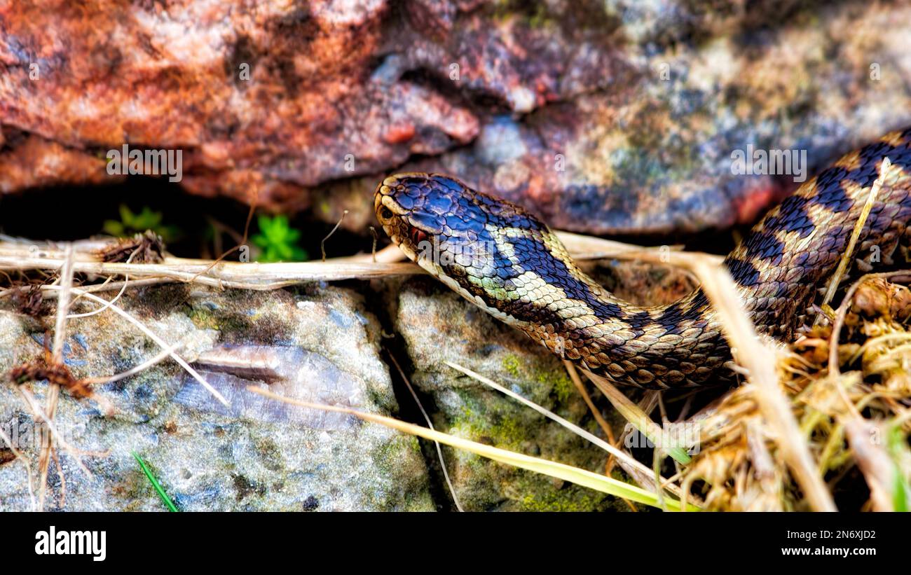Adder snake with red eyes Stock Photo