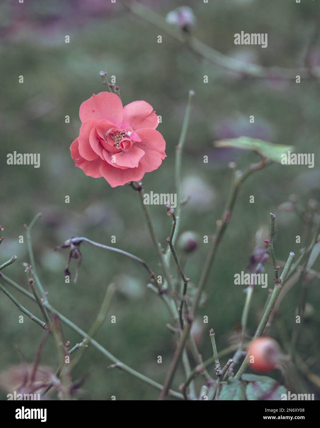 A vertical close-up shot of a beautiful pink rose growing in garden on ...