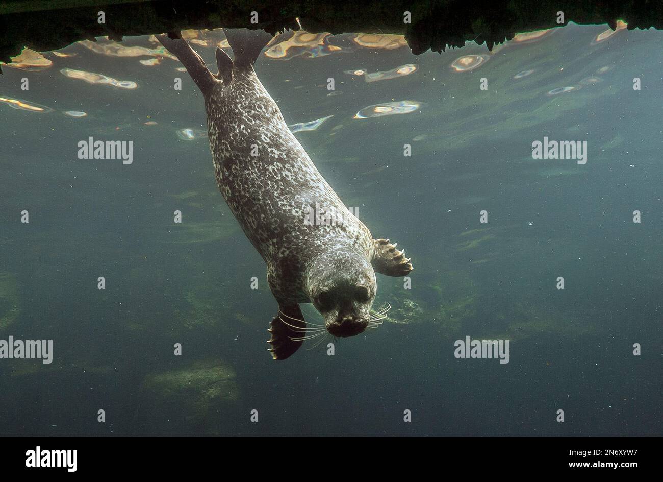 toby-the-first-male-harbor-seal-pup-born-at-the-aquarium-of-the
