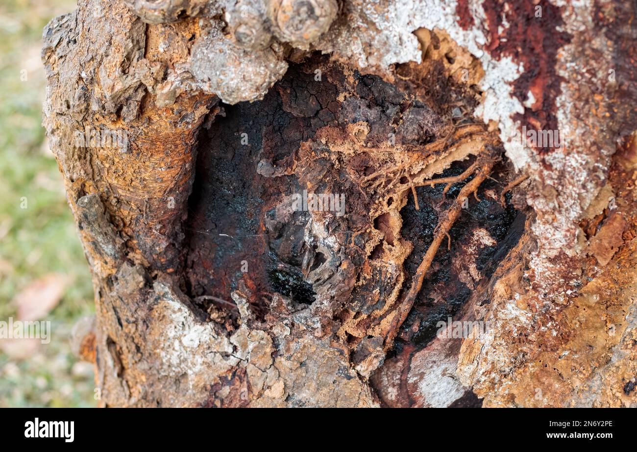 Selectively focused old tree trunk with injured bark Stock Photo