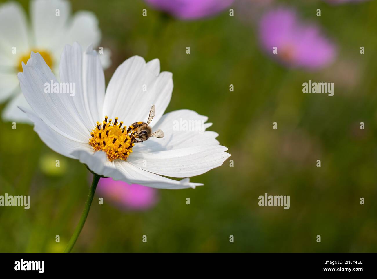 A common bee is collecting honey from a white cosmos flower Stock Photo ...