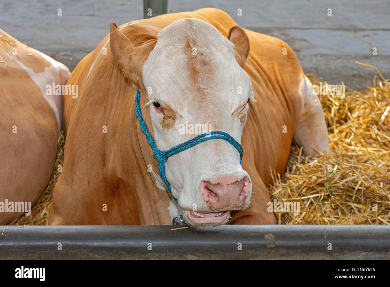 One Big Cow Laying Down at Cattle Farm Stock Photo Alamy