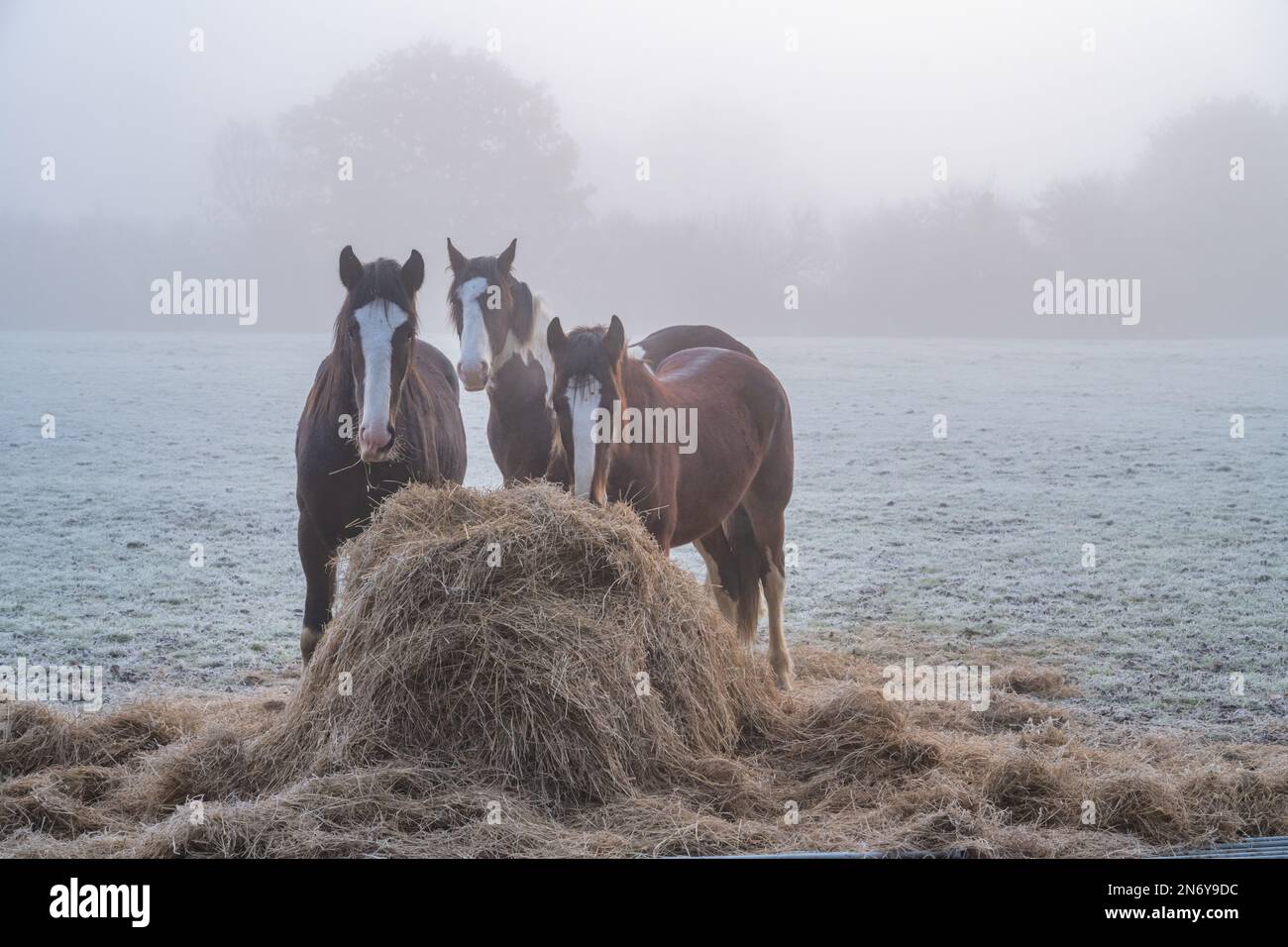 3 horses feeding on hay in a field near Margaretting Essex Stock Photo