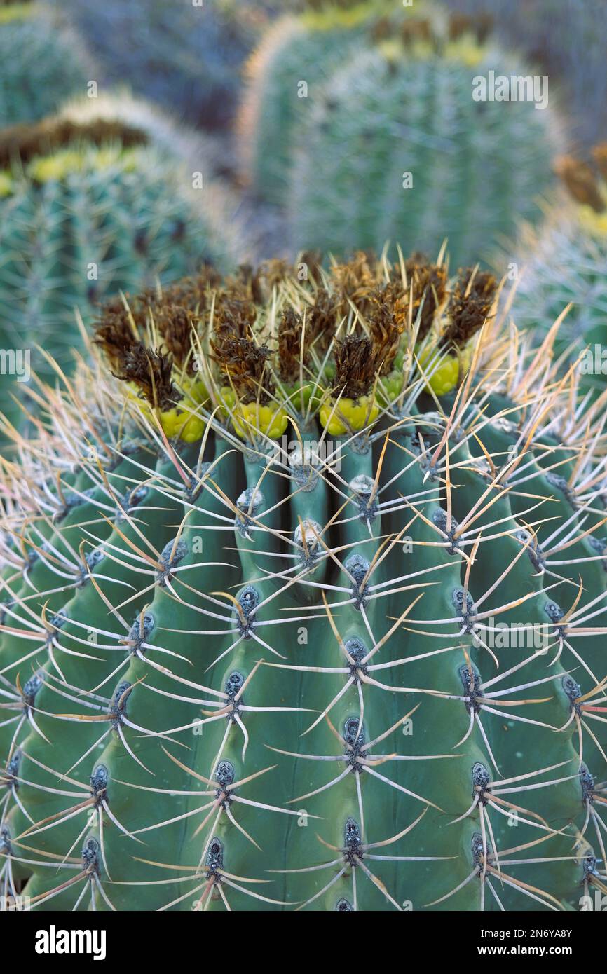 Barrel cactus which flowers sprouting on top Stock Photo
