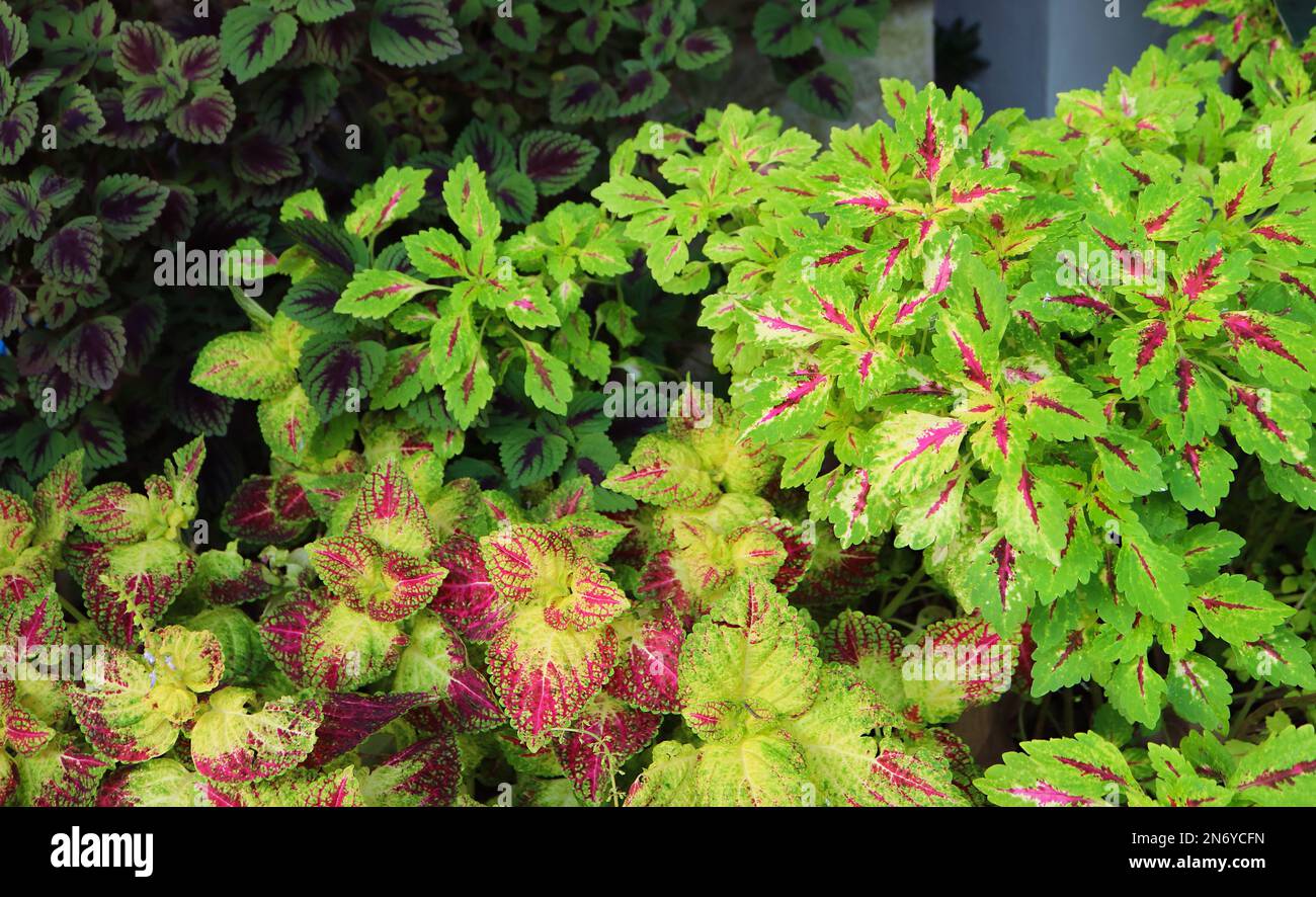 Various Types of Stunning Coleus Plants Growing in the Garden Stock Photo