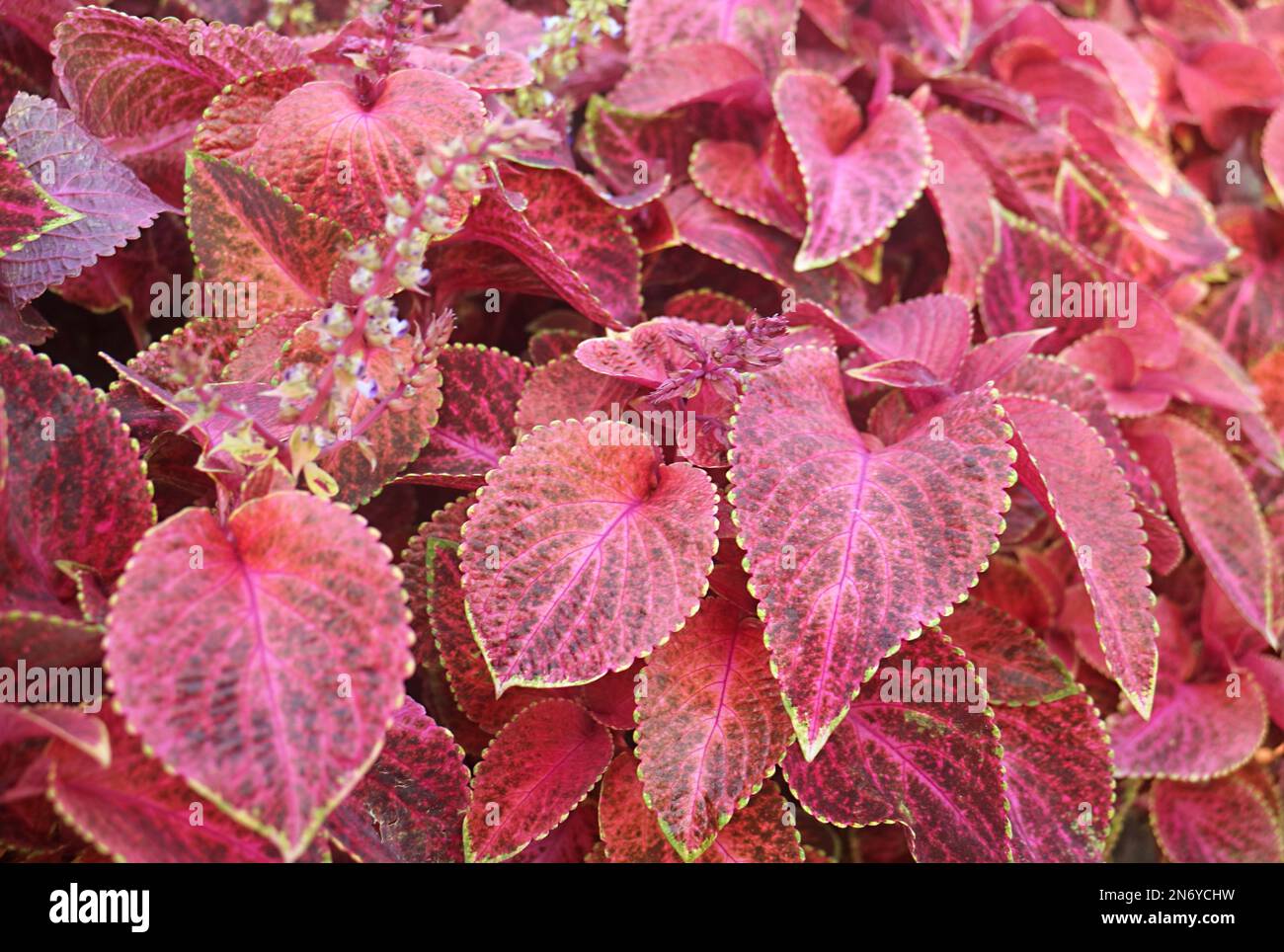 Stunning Wizard Velvet Red Coleus Plants Growing at the Backyard Stock Photo